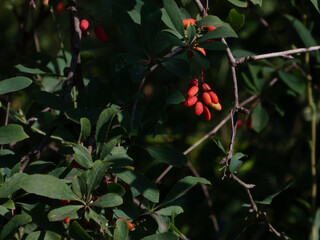 Bright red barberry berries growing on a bush with green leaves.