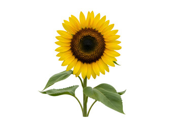 Vivid sunflower with dark center against a black background.