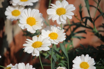 Blume, Blüte