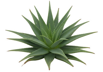 Fototapeta premium Close-up of a vibrant aloe vera plant.