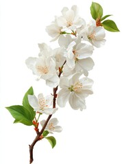 Fototapeta premium White flower branch with delicate blooms and a natural curve isolated on a white background