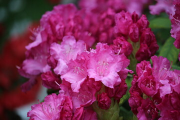 Blüte PINK