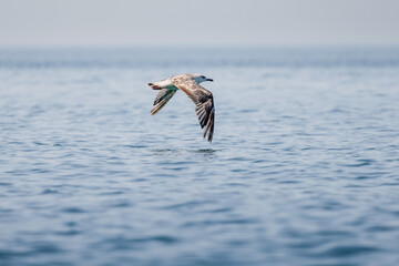 Flying seagull over the blue ocean, marine bird