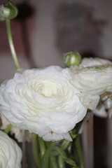 Blume, weiß