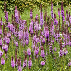  Liatris spicata | Ährige Prachtscharte oder Flammenblume, Zierpflanzen mit rosa-lila...