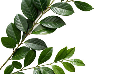 Naklejka premium Decorative green leaves and a card with copy space. Isolated on white background. PNG. AI GENERATED. 