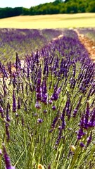 Lavendel