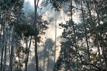 Eucalyptus and oak trees burn in a wildfire in a forest in Galicia, Spain.