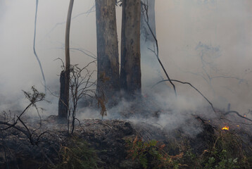Eucalyptus and oak trees burn in a wildfire in a forest in Galicia, Spain.
