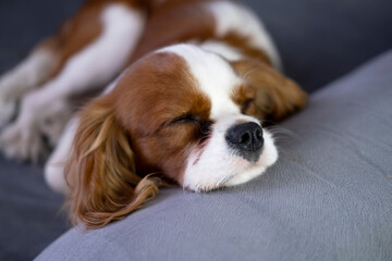 Adorable puppy relaxing on couch at home. Portrait of cute king charles spaniel puppy. Lovely pet concept.