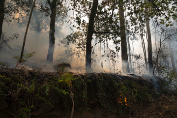 Obraz premium Eucalyptus and oak trees burn in a wildfire in a forest in Galicia, Spain.