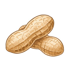 Detailed Hand Drawn Illustration of a Peanut in a Shell