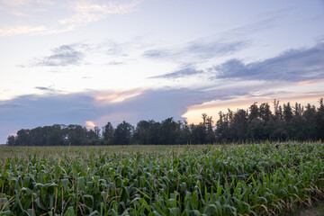 pole kukurydzy na tle zachodu słońca