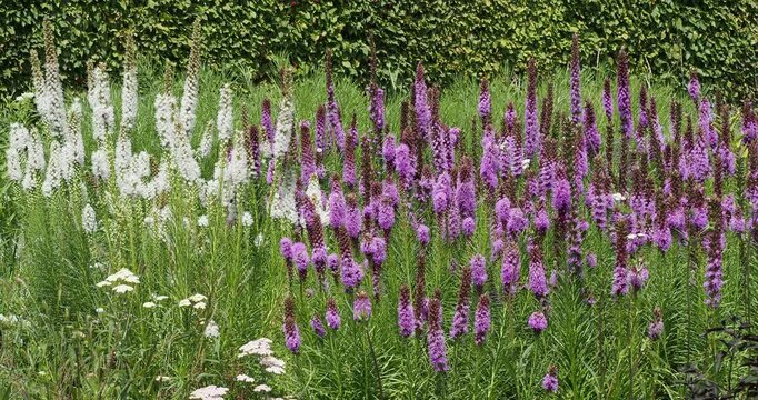 Die pr&auml;chtigen wei&szlig;en Stauden (Liatris spicata 'Alba') und die rosa-violetten Bl&uuml;ten&auml;hren (Liatris spicata) mit feder&auml;hnlichen Bl&uuml;ten verleihen den Beeten ein angenehm zotteliges Aussehen
