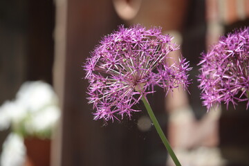 Blume, Schmucklilie