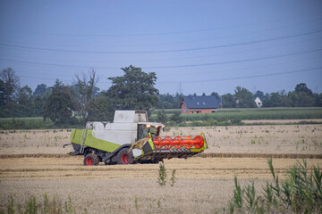 kombajn koszący zborze na polu
