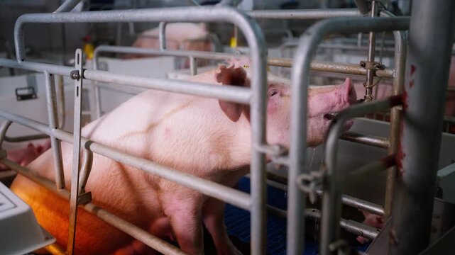 Close-up of a large pig indoors at a farm, drinking water from a feeding tube. The clean environment and natural behavior showcase livestock care for agricultural videos. High quality 4k footage