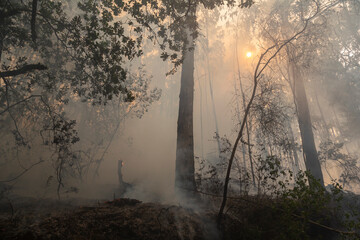 Eucalyptus and oak trees burn in a wildfire in a forest in Galicia, Spain.