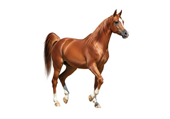 A chestnut horse in profile against a black background.