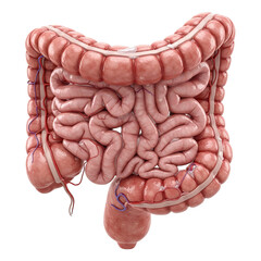 A detailed anatomical illustration showing the human colon and small intestine structure model view on transparent background