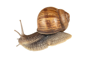 Garden snail with brown shell isolated on white background