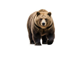 Brown bear facing forward against a black background.