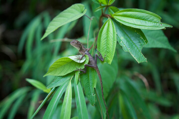 A lizard resting on lush green tropical leaves, perfectly camouflaged within the vibrant jungle...