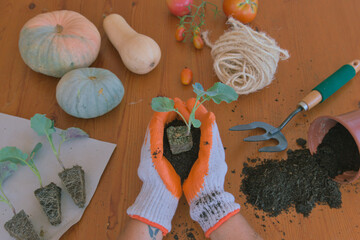 Gloved hands holding a broccoli seedling. A table with seedlings, squash, tomatoes, and other vegetables.