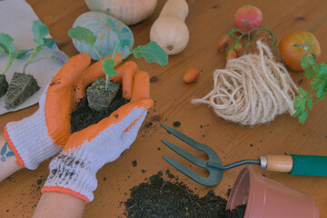 Gloved hands holding a broccoli seedling. A table with seedlings, squash, tomatoes, and other vegetables.