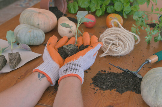 Gloved hands holding a broccoli seedling. A table with seedlings, squash, tomatoes, and other vegetables.