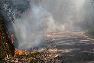 Naklejka premium A forest fire in a eucalyptus and oak forest reaches the road, burning eucalyptus leaves in Meaño, Galicia.