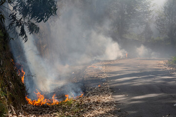 A forest fire in a eucalyptus and oak forest reaches the road, burning eucalyptus leaves in Meaño,...