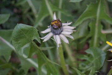 Bouton de pissenlit .