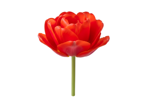 Vivid red tulip against a black background.