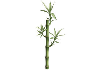 Green bamboo plant against a black background.
