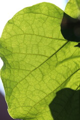green leaf on blue background