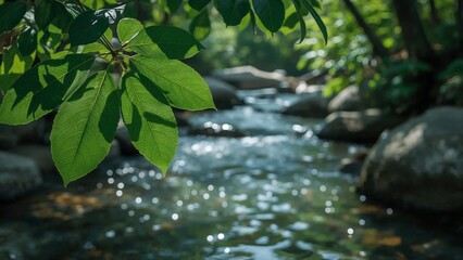 Naklejka premium A clear stream of water flowing gently through a lush green forest, surrounded by trees and foliage.