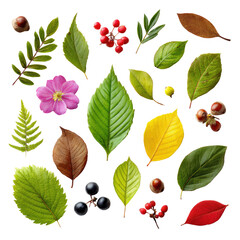 Obraz premium Colorful autumn leaves and berries