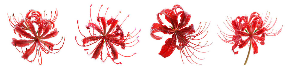 Fototapeta premium Four red spider lily flowers isolated on transparent background.