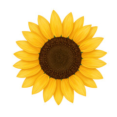 Obraz premium Bright Yellow Sunflower Illustration Hand Drawn Summer Flower Art