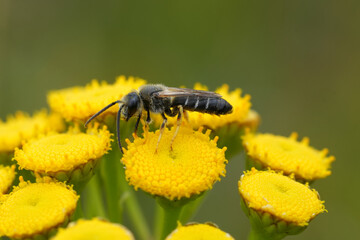 Close-up on a large male furrow bee, Lasioglossum on a Yellow Tansy flower in the meadow