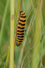 Closeup on the colorful caterpillar of the Cinnabar moth , Tyria jacobaeae, in vegetation