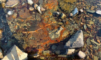 Tidepool in Southwest Harbor, Maine