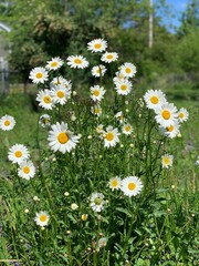 Fototapeta premium Daisies in bloom