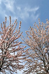 Blossoming Trees Against a Clear Blue Sky