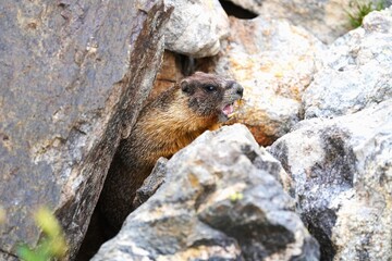 Marmot in Its Natural Habitat