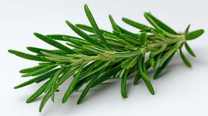 Fototapeta premium Fresh Green Rosemary Sprig Isolated on White Background