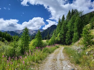 Parc Régional du Queyras, Hautes-Alpes, France