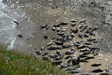 A herd of seals at Flamborough, UK