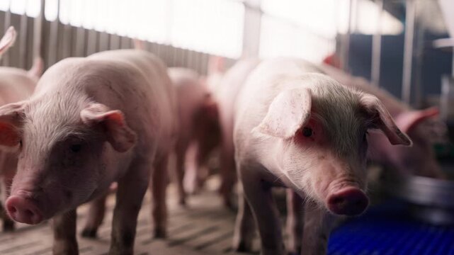 Close-up of a small pig inside an indoor farm, surrounded by clean bedding and soft lighting. The pig curious expression and healthy appearance highlight responsible farming practices.